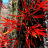 Echinopsis chiloensis ssp litoralis (Tristerix aphyllus)