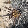 Echinopsis Deserticola