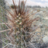 Echinopsis Deserticola