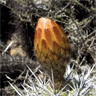 Echinopsis chiloensis ssp litoralis