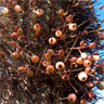 Echinopsis chiloensis ssp litoralis (Tristerix aphyllus)