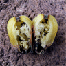 Orecereus varicolor