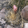 Echinopsis (Lobivia) ferox