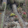 Echinopsis bolligeriana