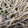 Echinopsis (Lobivia) ferox