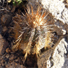 Copiapoa calderana ssp atacamensis