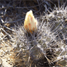 Copiapoa cinerascens var grandiflora