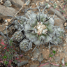 Copiapoa humilis ssp australis