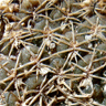 Eriosyce odieri ssp odieri