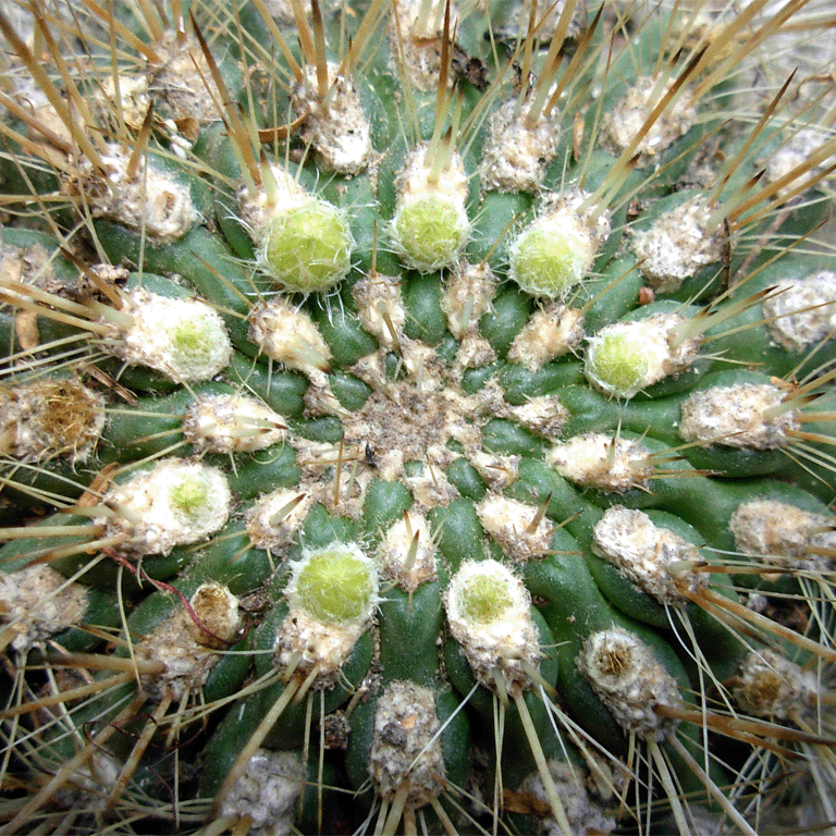 Eriosyce chilensis var albidiflora