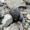 Eriosyce paucicostata ssp paucicostata