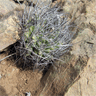 Eriosyce paucicostata ssp paucicostata