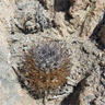 Eriosyce paucicostata ssp floccosa