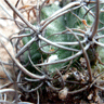 Eriosyce curvispina var limariensis