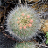 Eriosyce chilensis var albidiflora