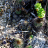 Eriosyce subgibbosa ssp subgibbosa