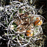 Eriosyce curvispina ssp survispina