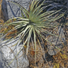 Eriosyce curvispina ssp marksiana var lissocarpa