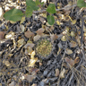 Eriosyce curvispina ssp marksiana var lissocarpa
