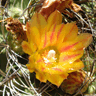 Eriosyce curvispina ssp survispina