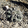 Gymnocalycium gibbosum chubutense
