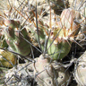Cumulopuntia boliviana ssp echinacea