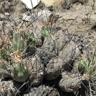 Cumulopuntia boliviana ssp echinacea