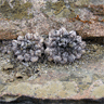 Copiapoa leonensis