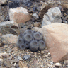 Copiapoa serpentisulcata