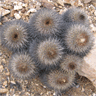 Copiapoa serpentisulcata