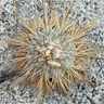 Copiapoa calderana ssp spinosior