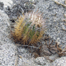 Copiapoa calderana ssp spinosior