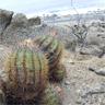 Copiapoa calderana ssp spinosior