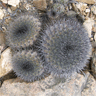 Copiapoa serpentisulcata