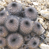 Copiapoa serpentisulcata