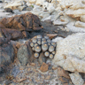 Copiapoa longistaminea fma bord de mer