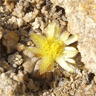 Copiapoa humilis var esmeraldana