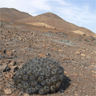 Copiapoa taltalensis ssp desertorum fma rubriflora