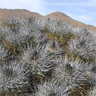 Copiapoa taltalensis ssp desertorum fma desertorum