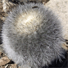 Copiapoa krainziana