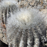 Copiapoa krainziana