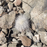 Copiapoa krainziana