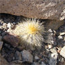 Copiapoa krainziana