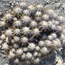 Copiapoa solaris