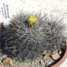 Copiapoa megarhiza var echinata fma Caldera