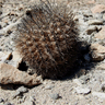 Copiapoa megarhiza