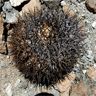 Copiapoa megarhiza