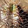 Copiapoa solaris