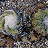 Copiapoa d Identification Difficile