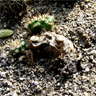 Copiapoa humilis var esmeraldana